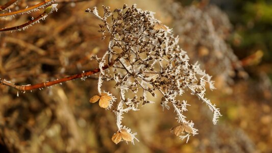 Wilted white winter