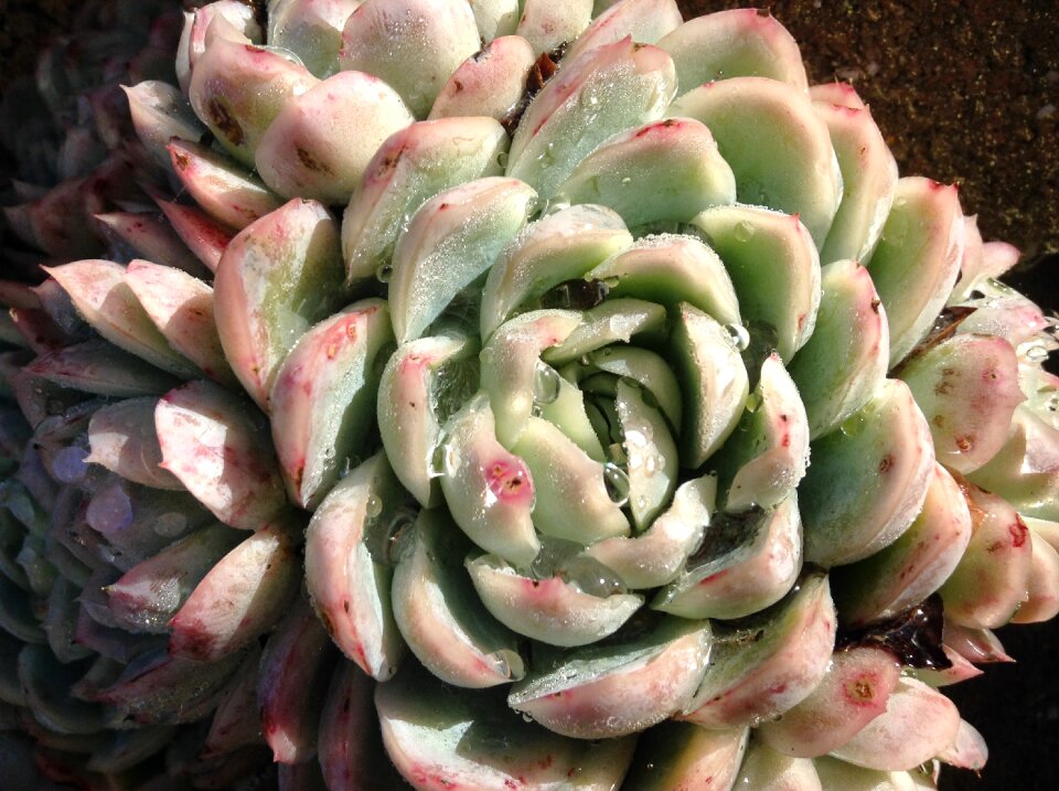 Plant drops of water nature