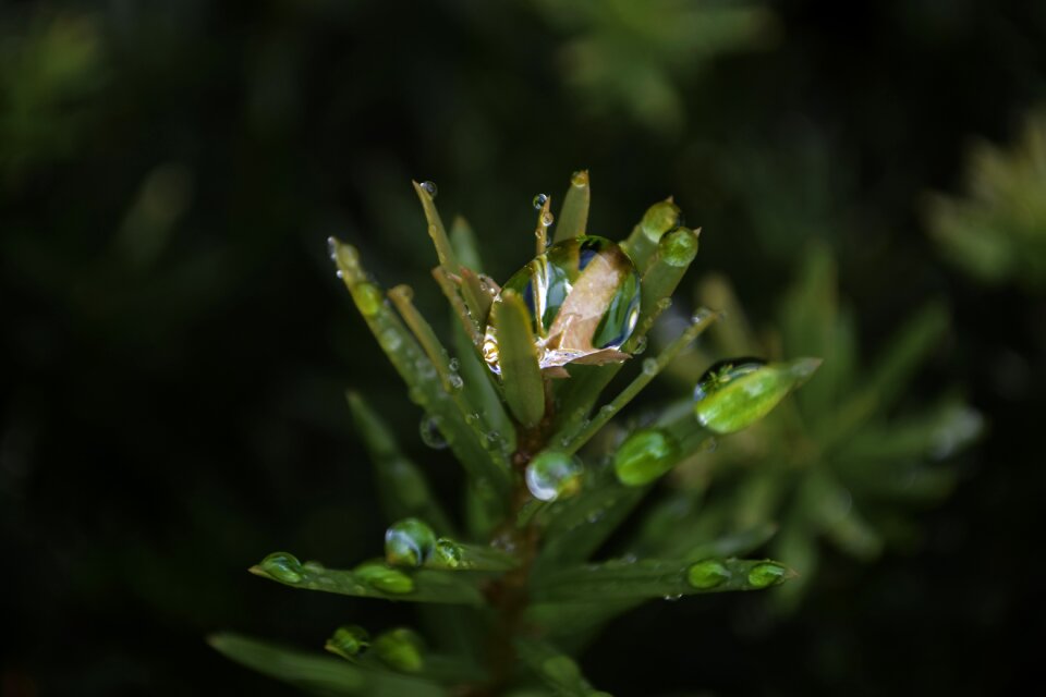Nature green leaf