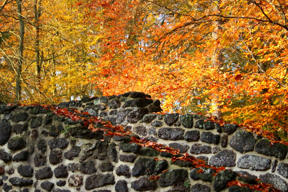 Feilenmoos leaves autumn colours