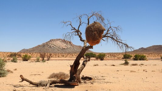 Kalahari desert africa webervogel