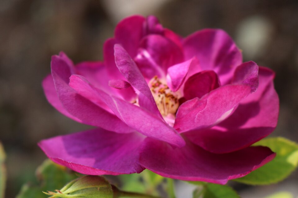 Flower rhapsody in blue