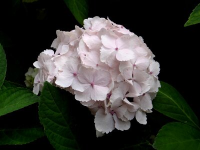 Blossom botanical
