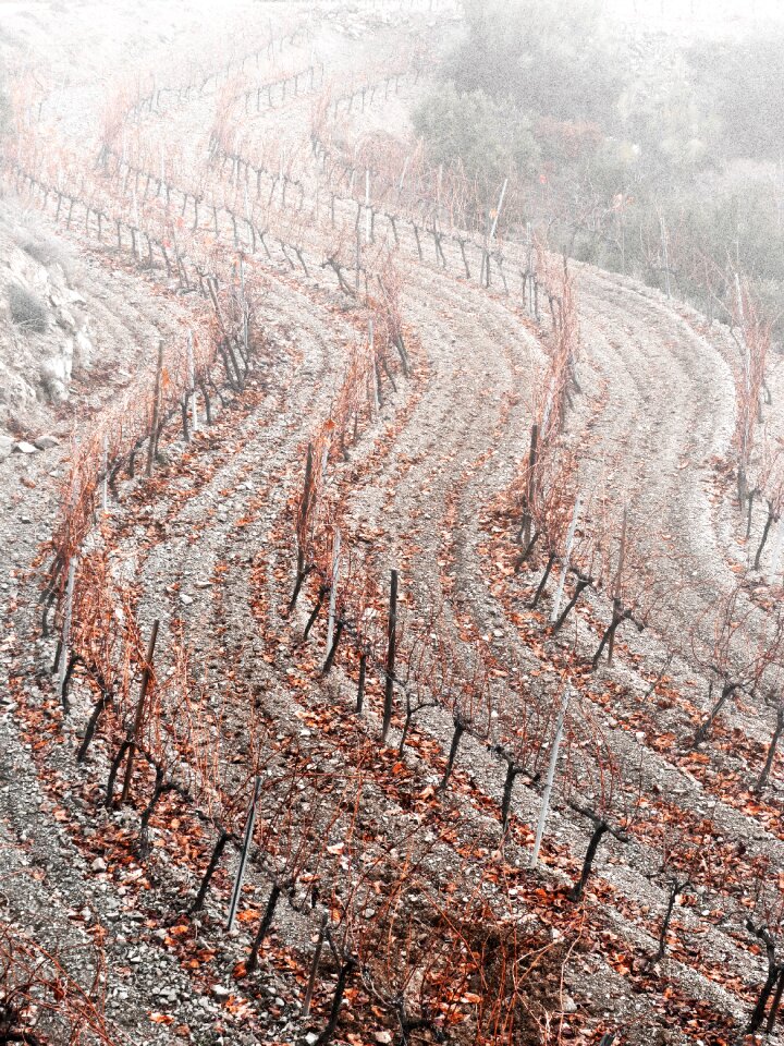Fog autumn priorat