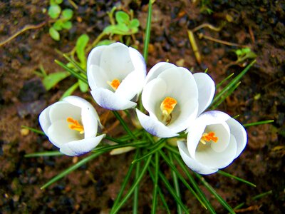 Crocus white flower spring