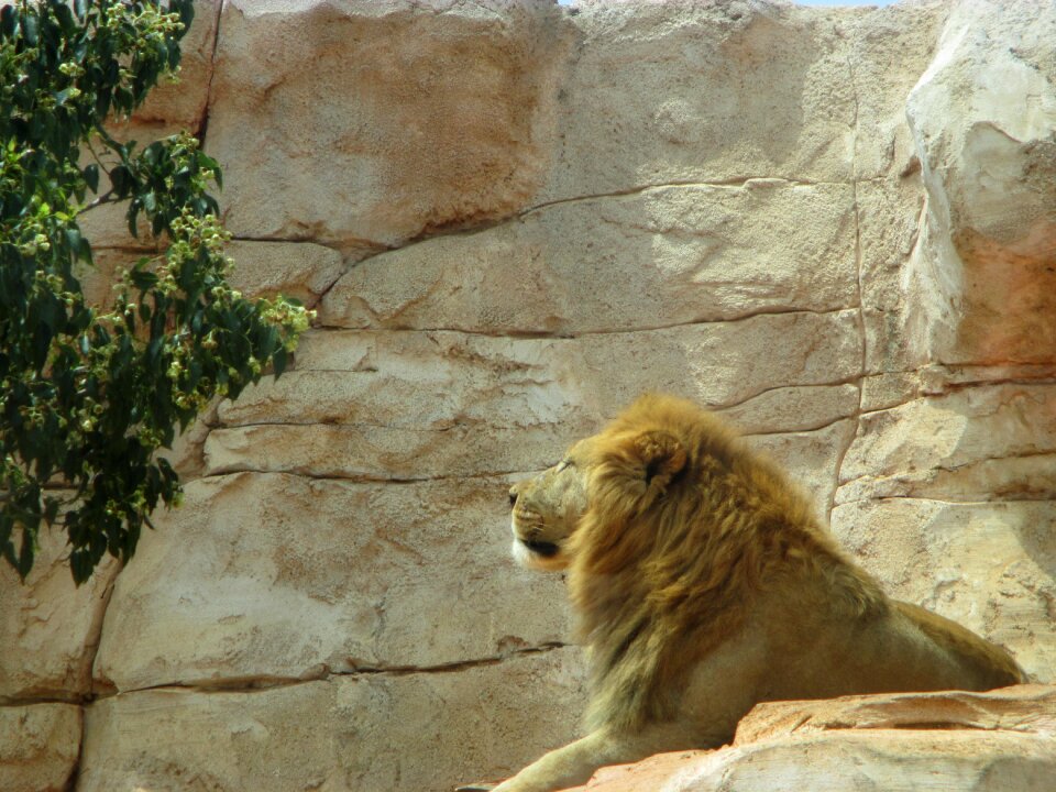 African animals africa animal