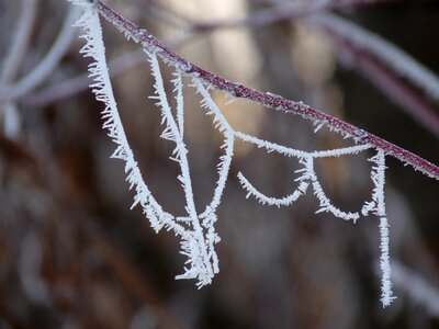 Cobweb eiskristalle frozen