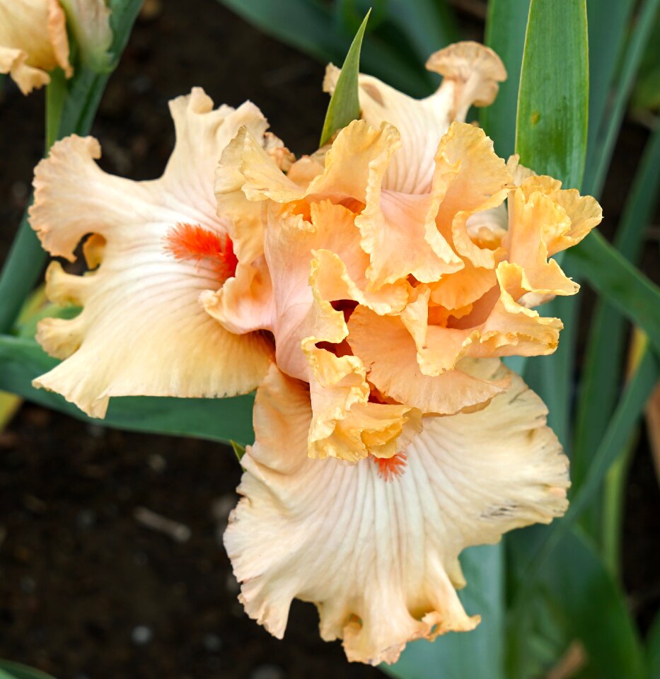 Floral petal botany