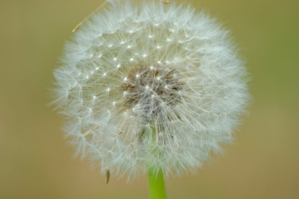 Plant nature close up