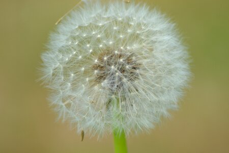 Plant nature close up
