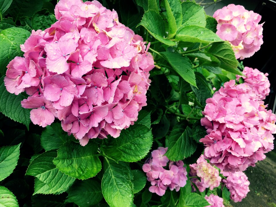 Flowers flower in the early summer