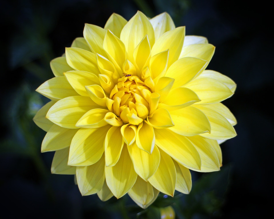 Plant composites flower garden