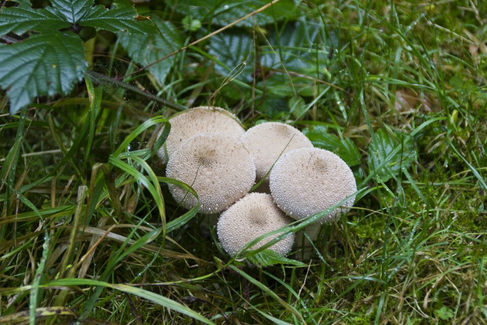 Mushroom resin autumn