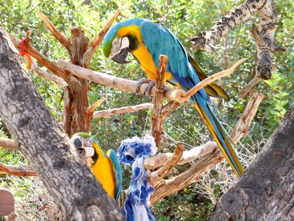 Exotic bird