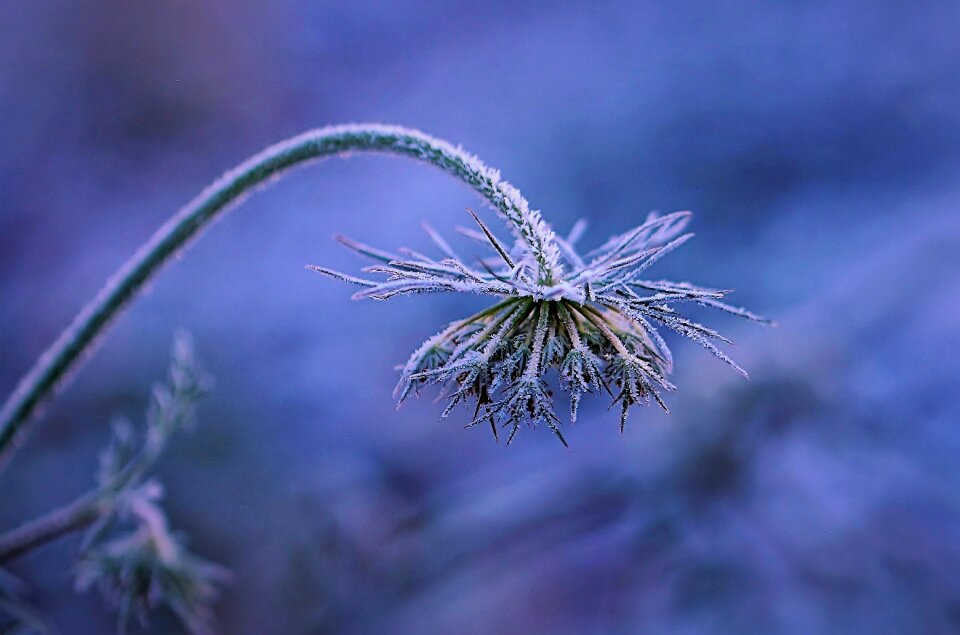 Blue nature leaf