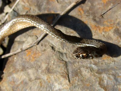 Coronella girondica snake southern smooth snake