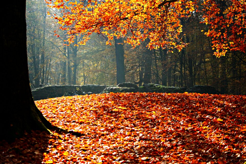 Park fall color tree