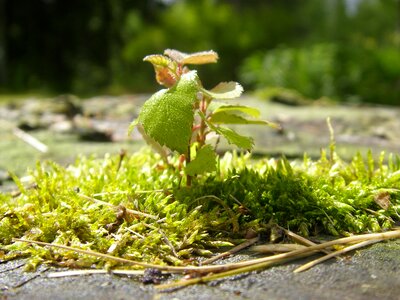 Moss spring sapling
