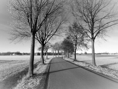 Tree lined avenue autumn black and white photo