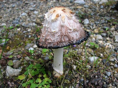 Nature forest agaric