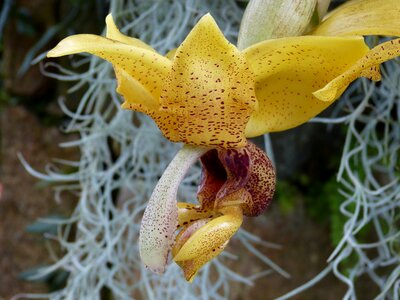 Bloom plant tropical