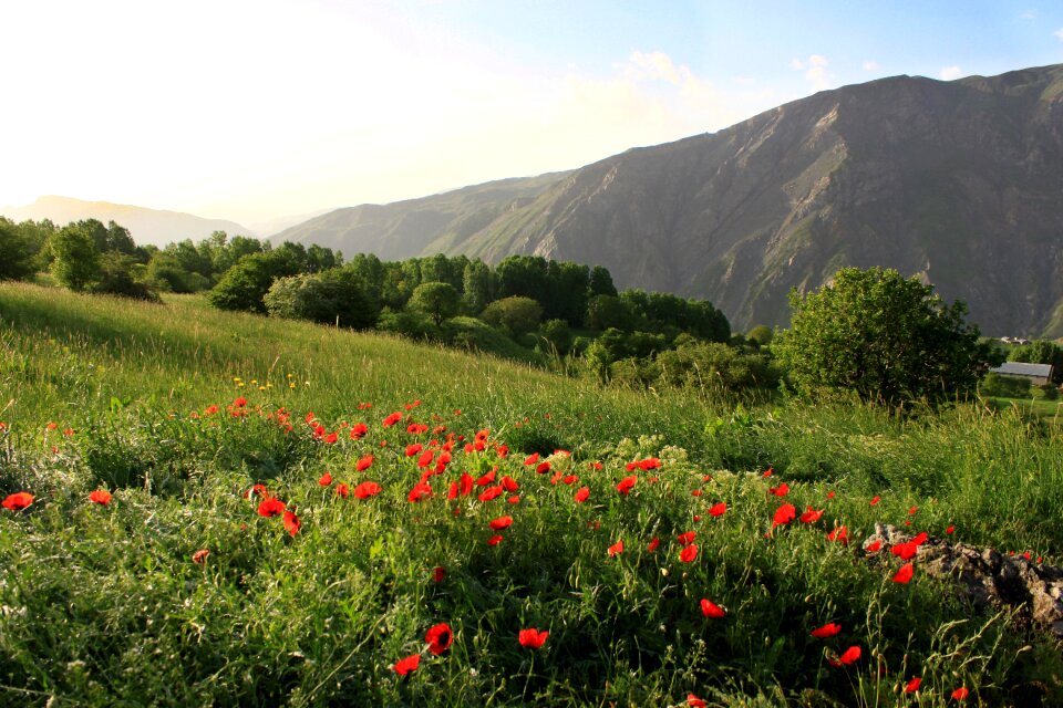 Mountain papaver rhoeas hakkari