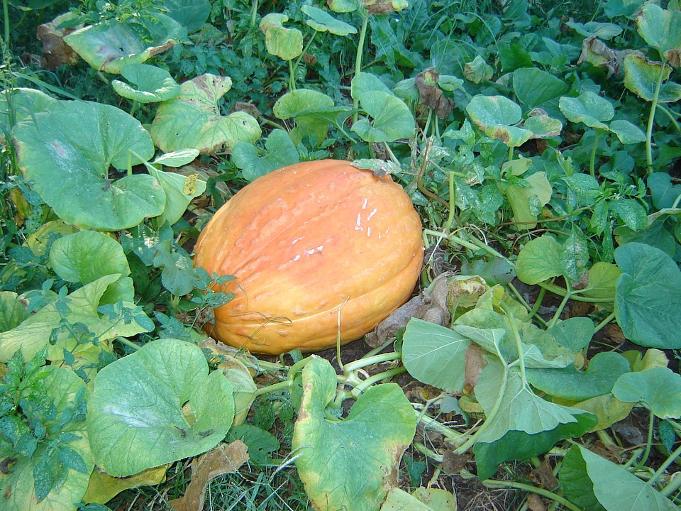 Fruit food ripe