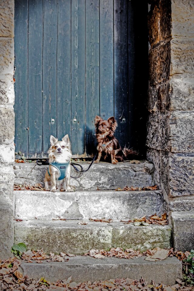 Two animals stairs