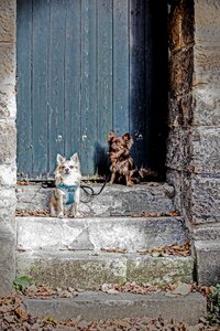 Two animals stairs photo