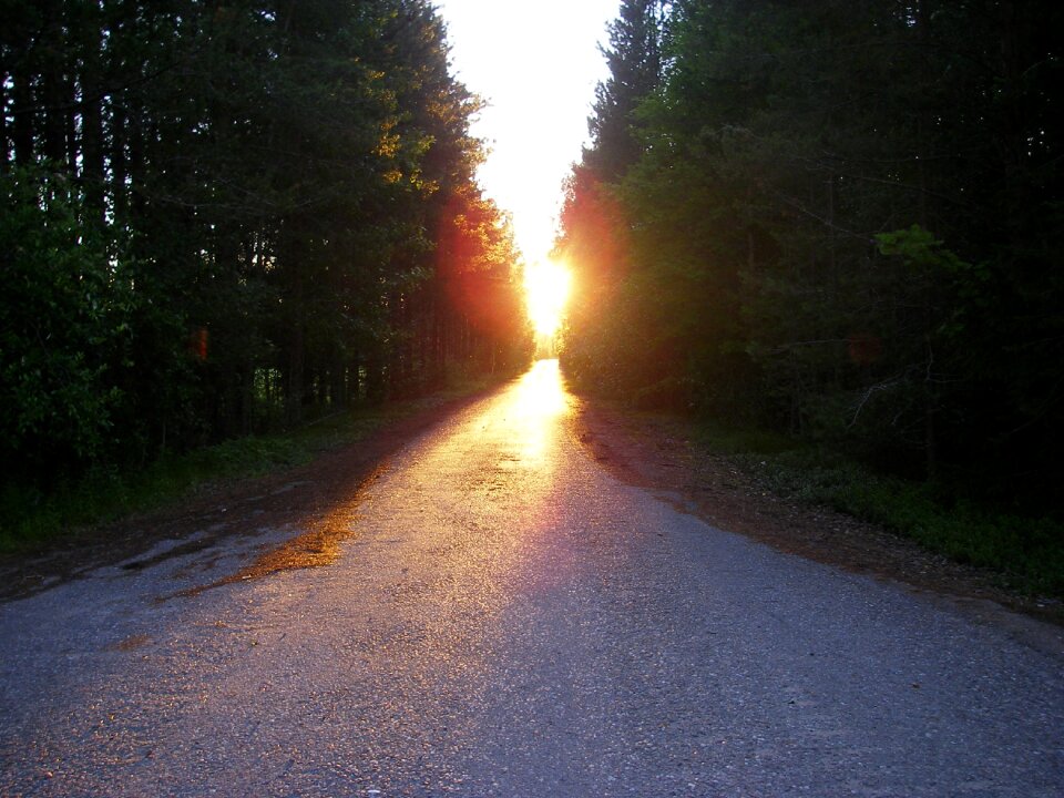 Atmosphere forest road