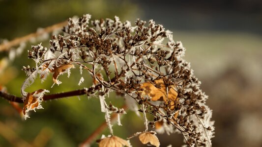 Wilted white winter photo