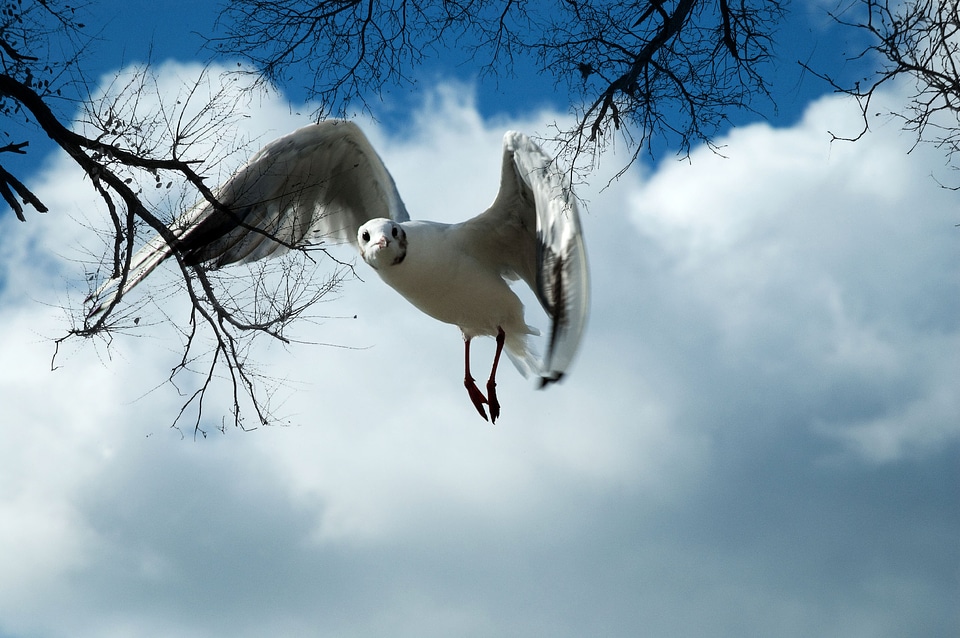 Animal bird sea bird