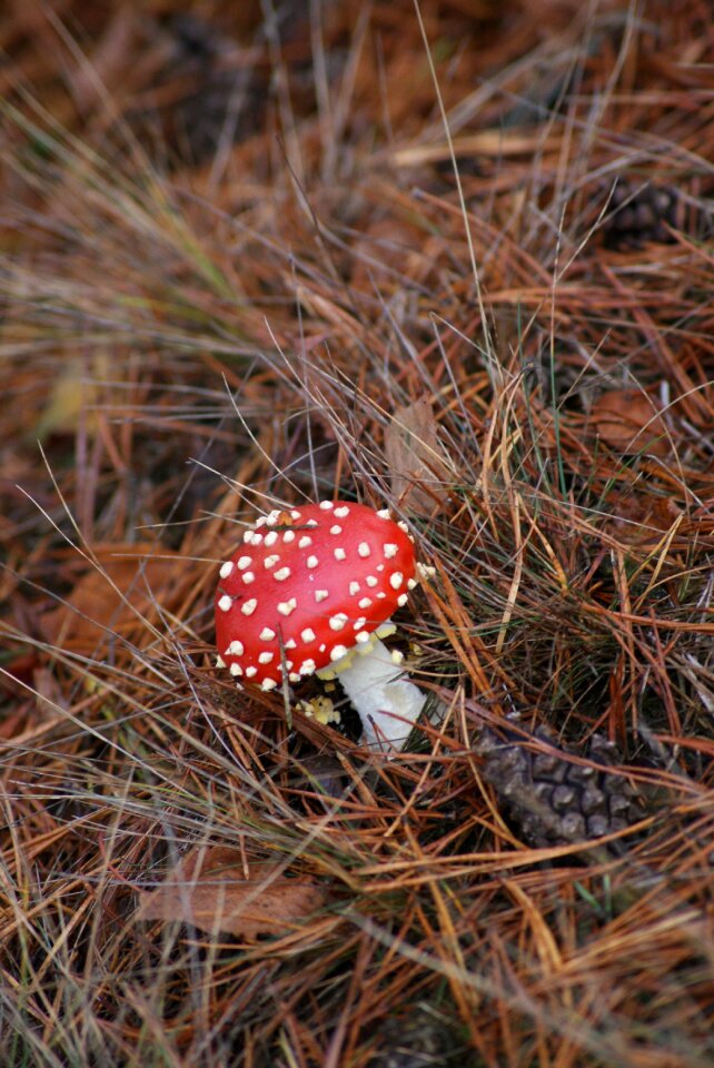 Red hat white spots forest