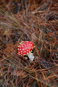 Red hat white spots forest