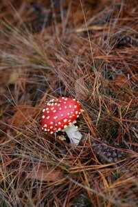 Red hat white spots forest photo