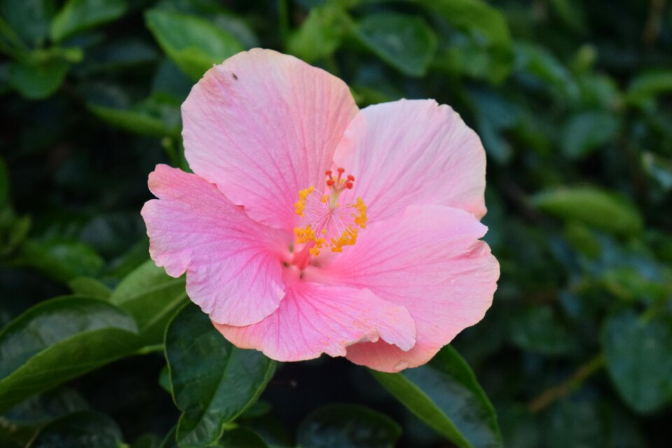 Natural petals pink flowers