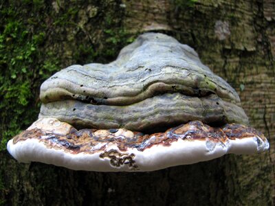 Fungi punk tree