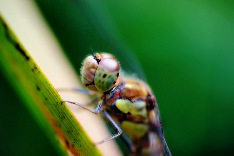 Insect macro nature