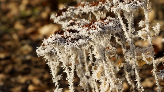 Dried wilted white photo