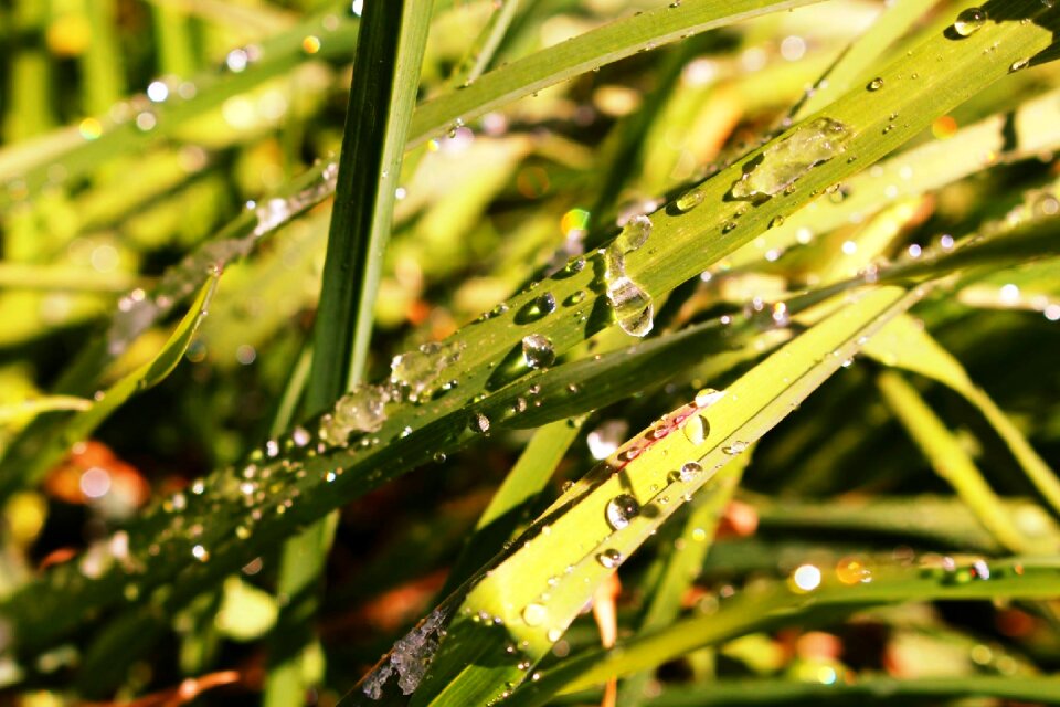 Flora landscape grasses
