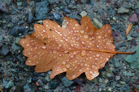 Oak leaf seasonal photo