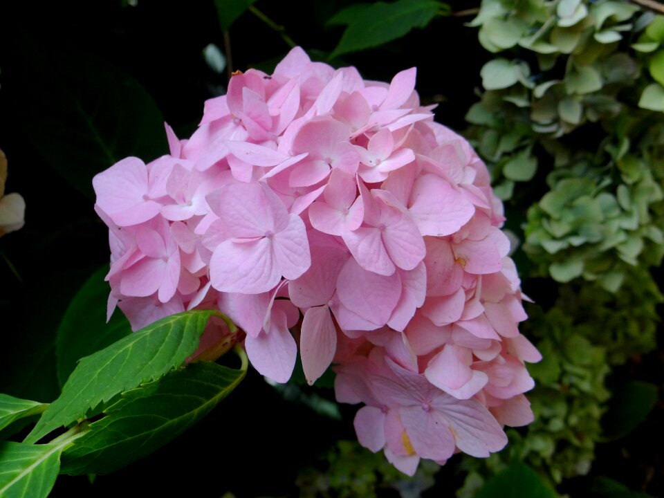 Blossom botanical