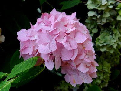 Blossom botanical