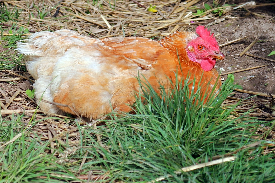 Hen farm country life