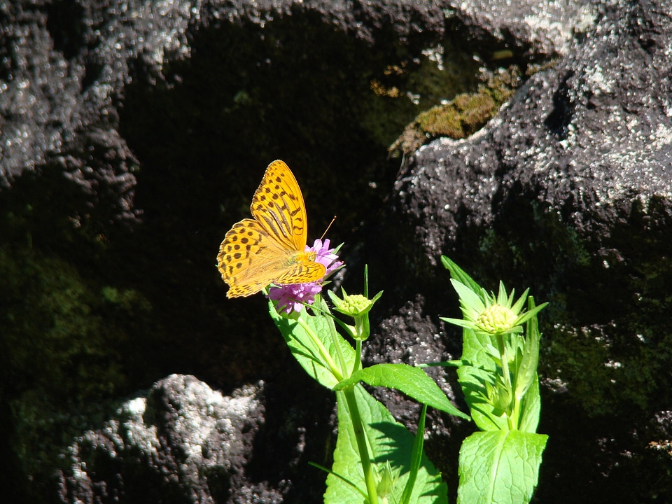 Butterfly macro insect