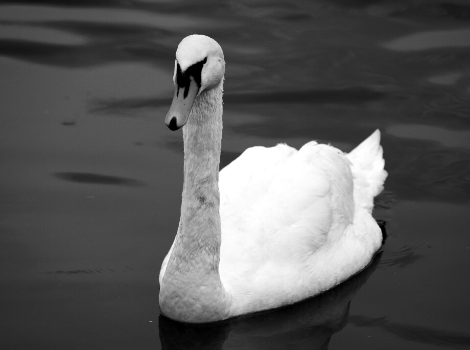 Elegance grace lake