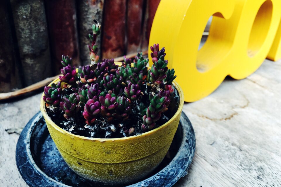 Flowers for all skin types stones