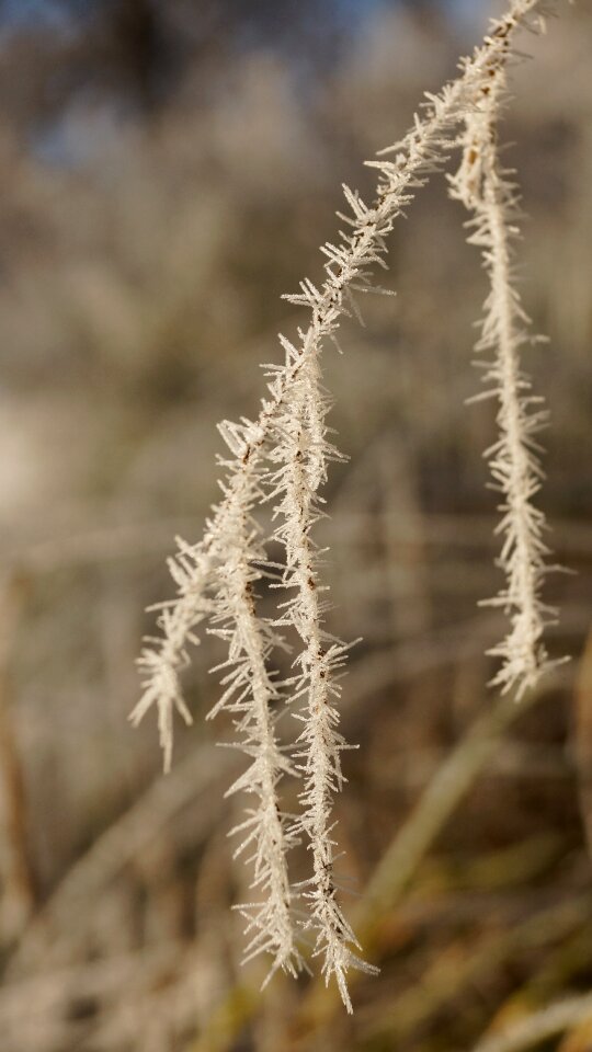 Winter ice snow photo