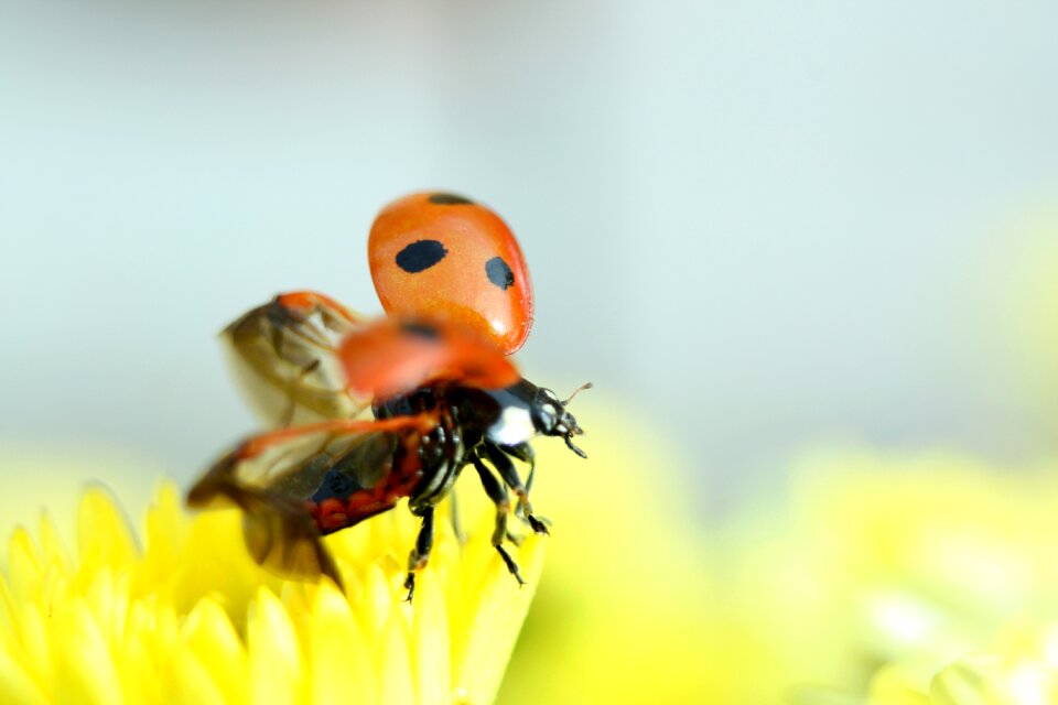 Beetle yellow arthropod