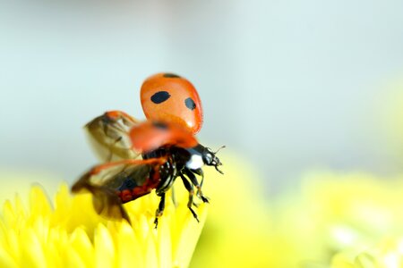 Beetle yellow arthropod